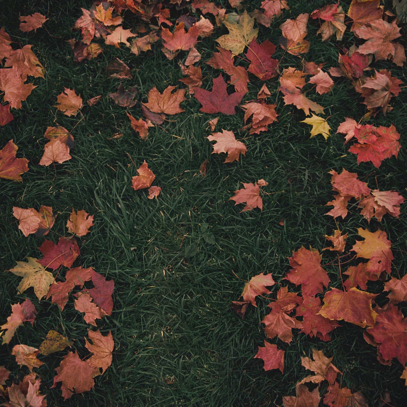 Capa da letra da música October Passed Me By