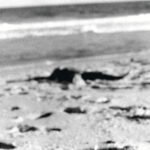 Capa da letra Macapá