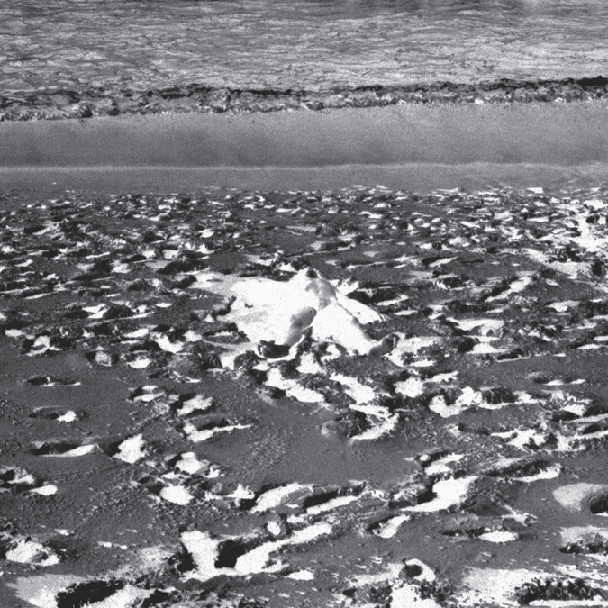 Capa da letra da música Rhipsalis