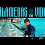 Capa da letra Alamedas da Vida (365 Dias)